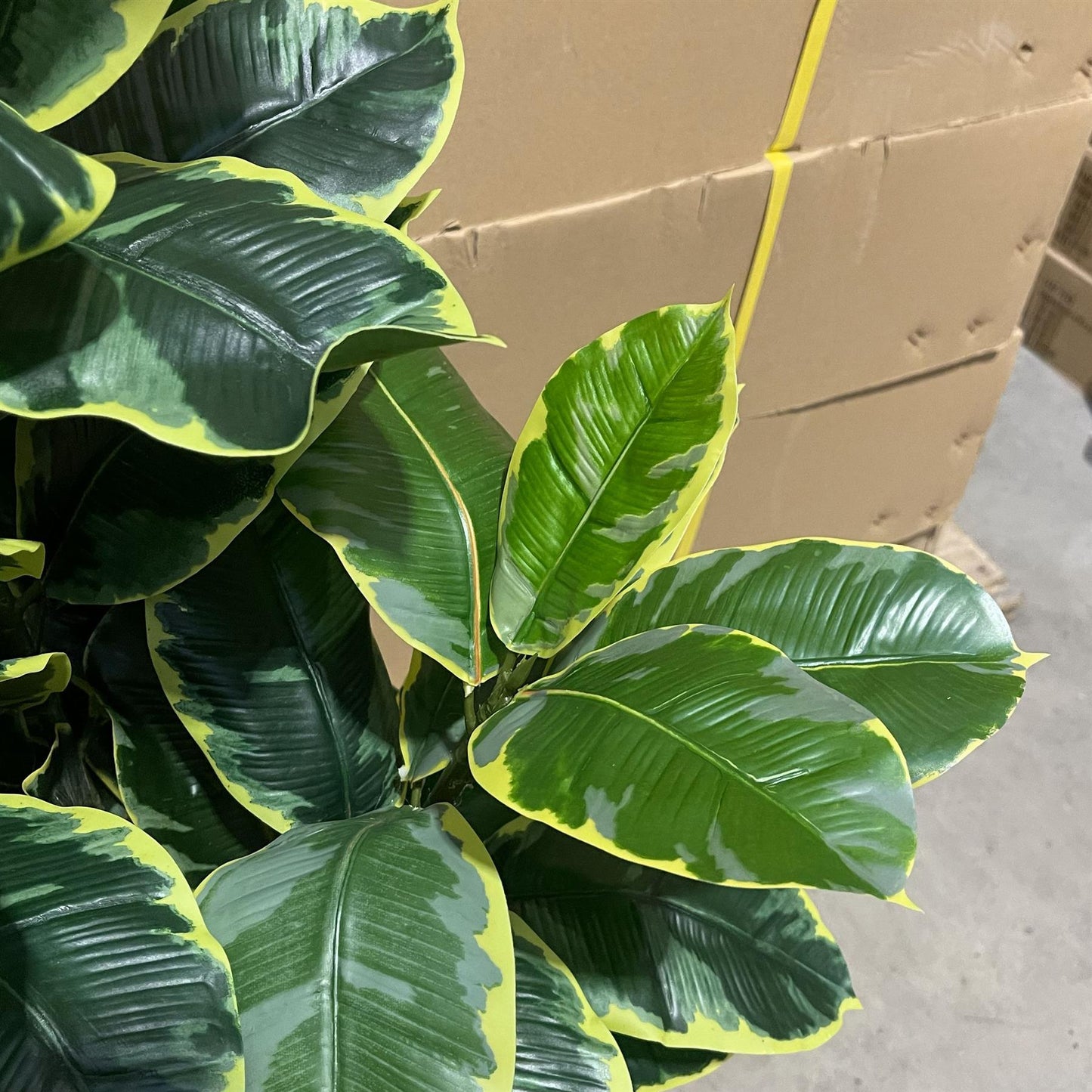 120cm Artificial Rubber Tree – image 6