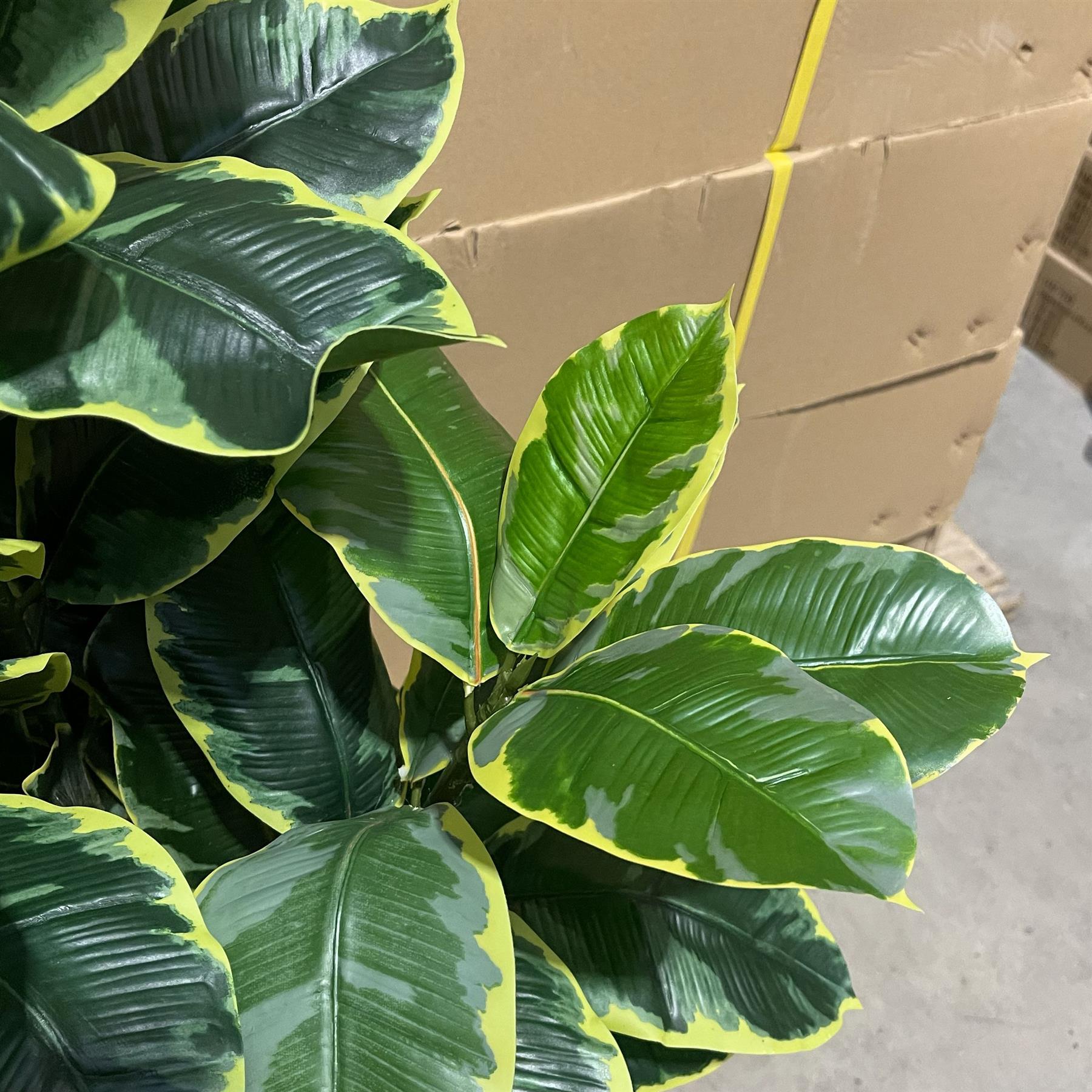 120cm Artificial Rubber Tree – image 6