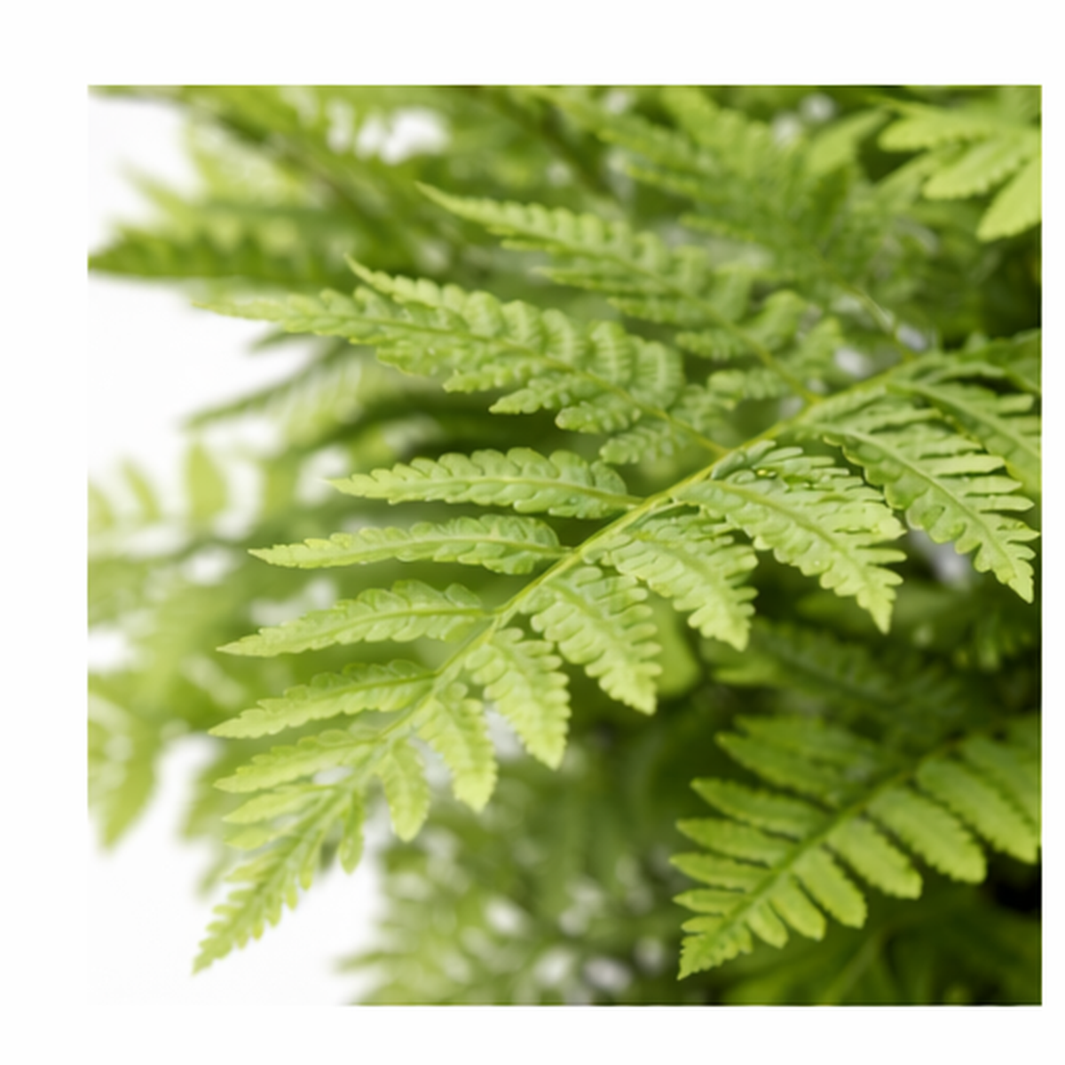 75cm Artificial Fern Plant – image 3