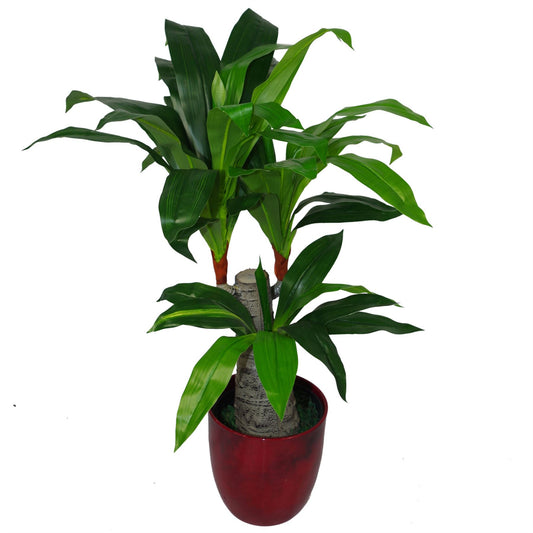 75cm Artificial Dracaena Plant Wide Trunk Triple Branch – image 2