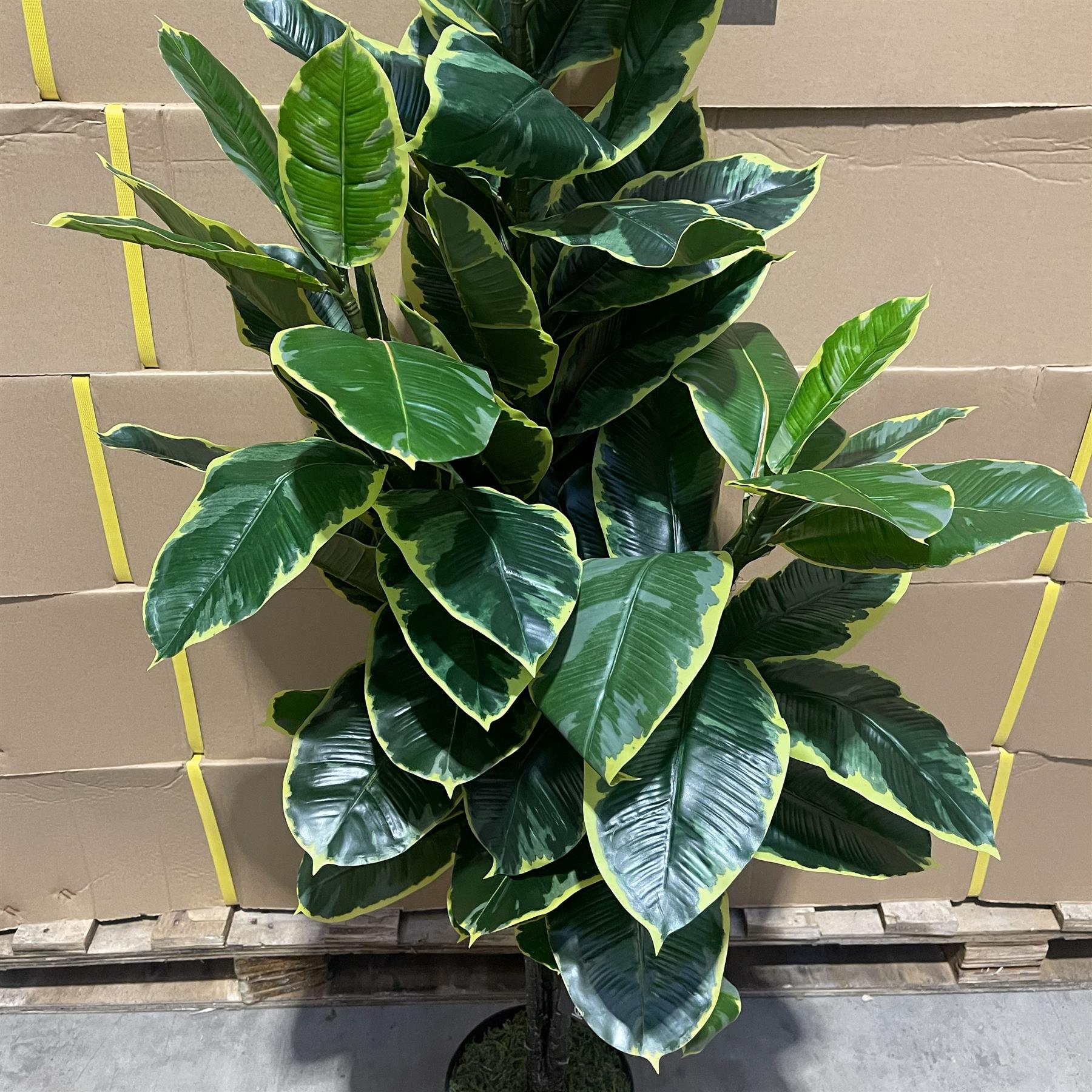 120cm Artificial Rubber Tree – image 4