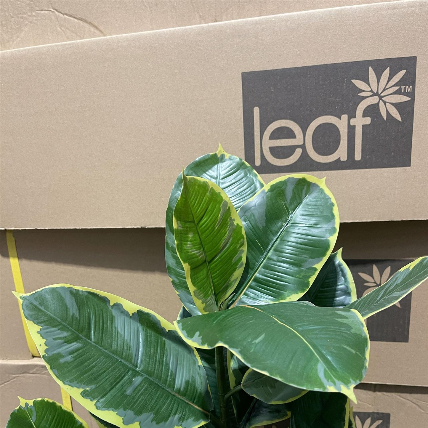 120cm Artificial Rubber Tree – image 7