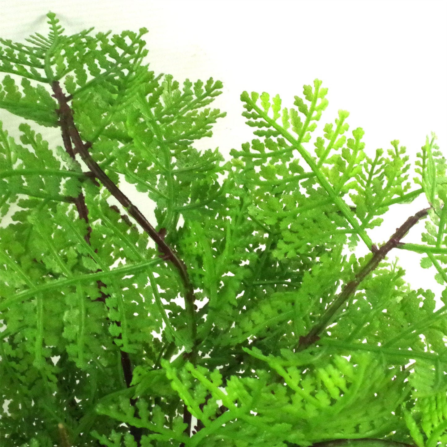 Faux 30cm Artificial Potted Lady Fern – image 4