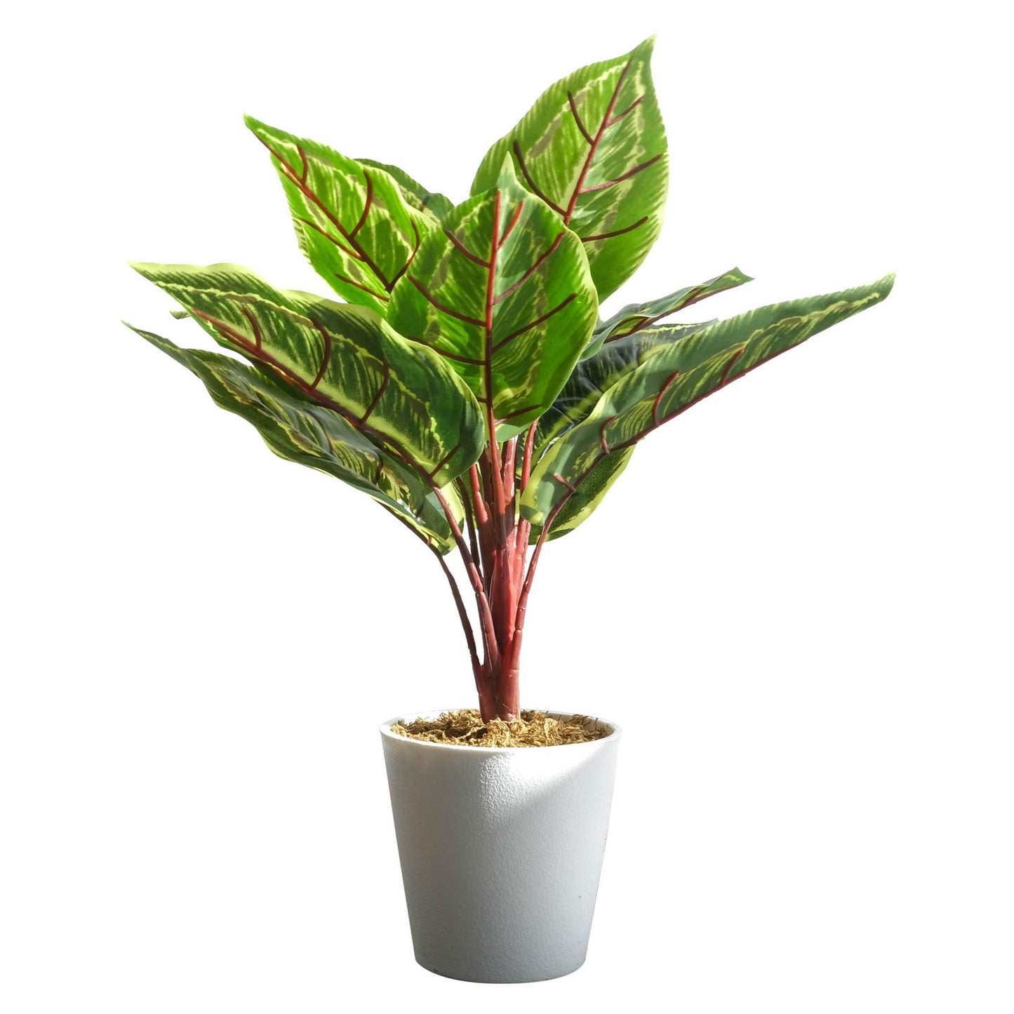 38cm Potted Artificial Calathea Veitchiane – image 3