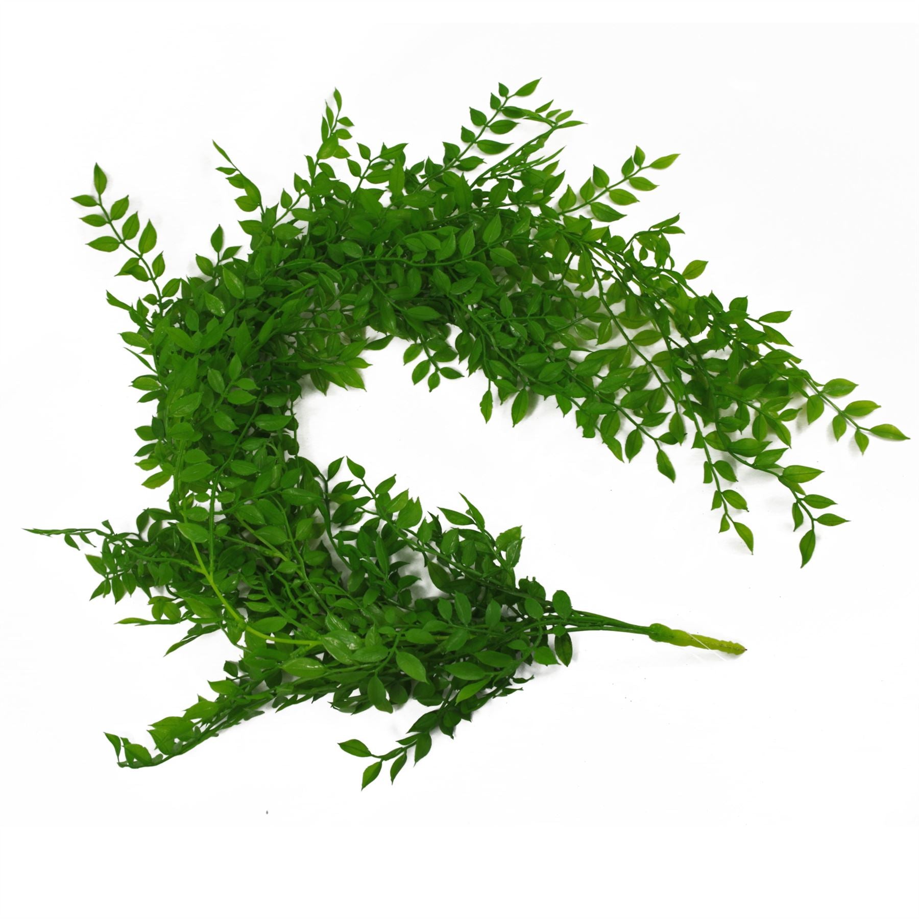 100cm Artificial Hanging String of Pearls Fern Plant Light Green – image 5
