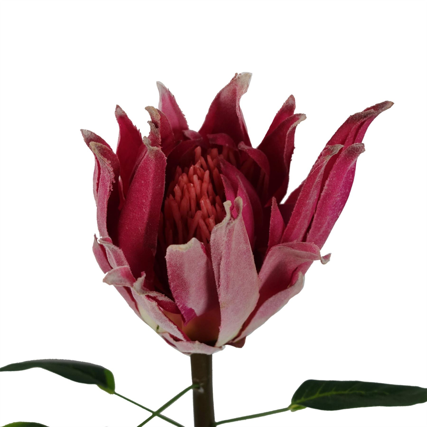 65cm Artificial Protea Sugarbush Flower Stem Pink – image 3