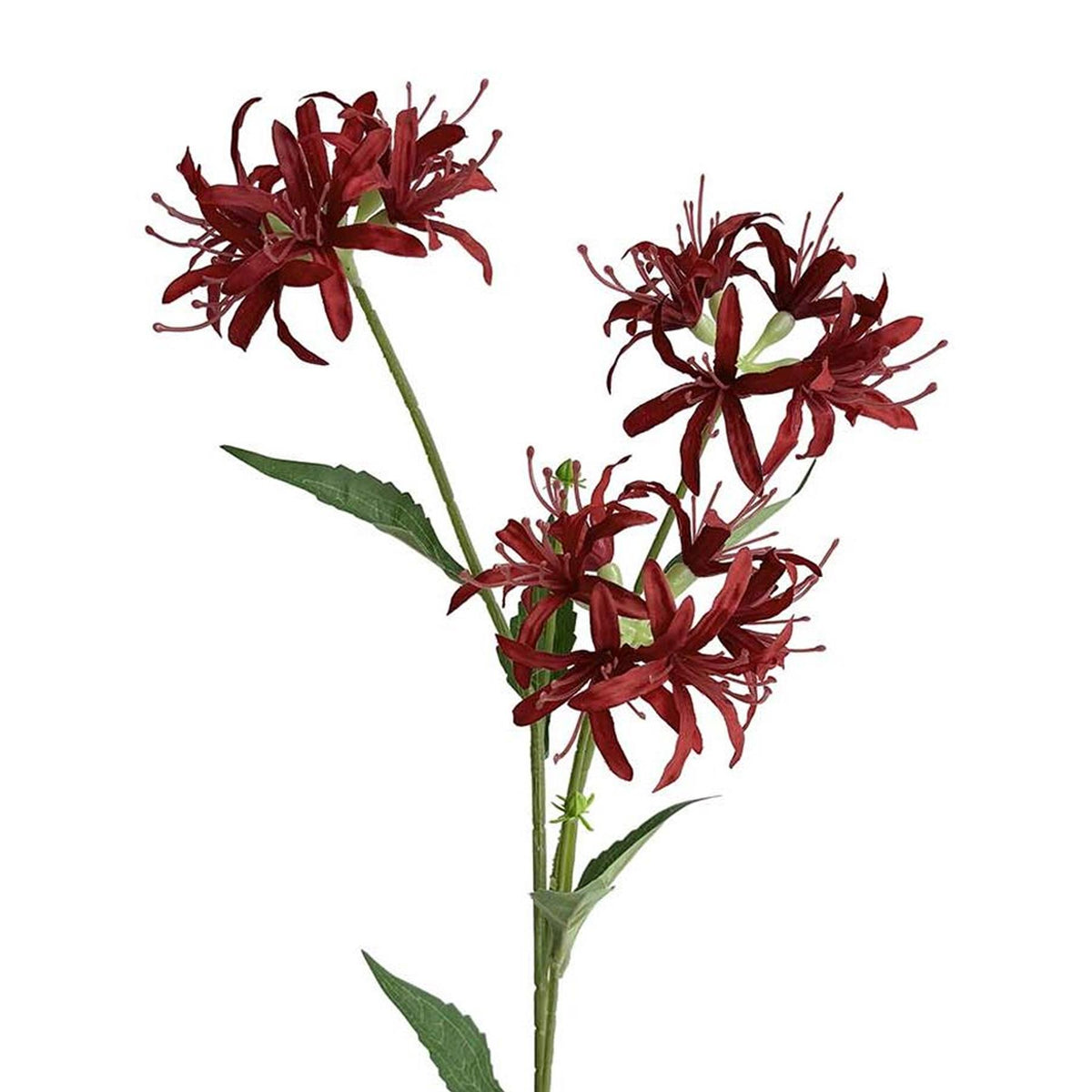72cm Artificial Burgundy Spider Lily Stem