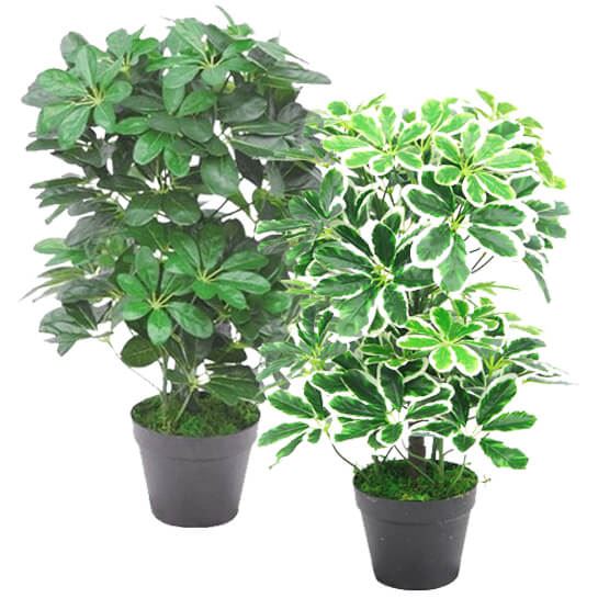 55cm Dark Green Artificial Schefflera Arboricola – image 5