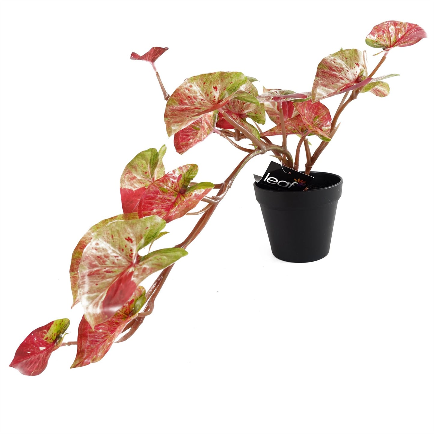 35cm Artificial Hanging Trailing Plant Pink Splash Caladium – image 3