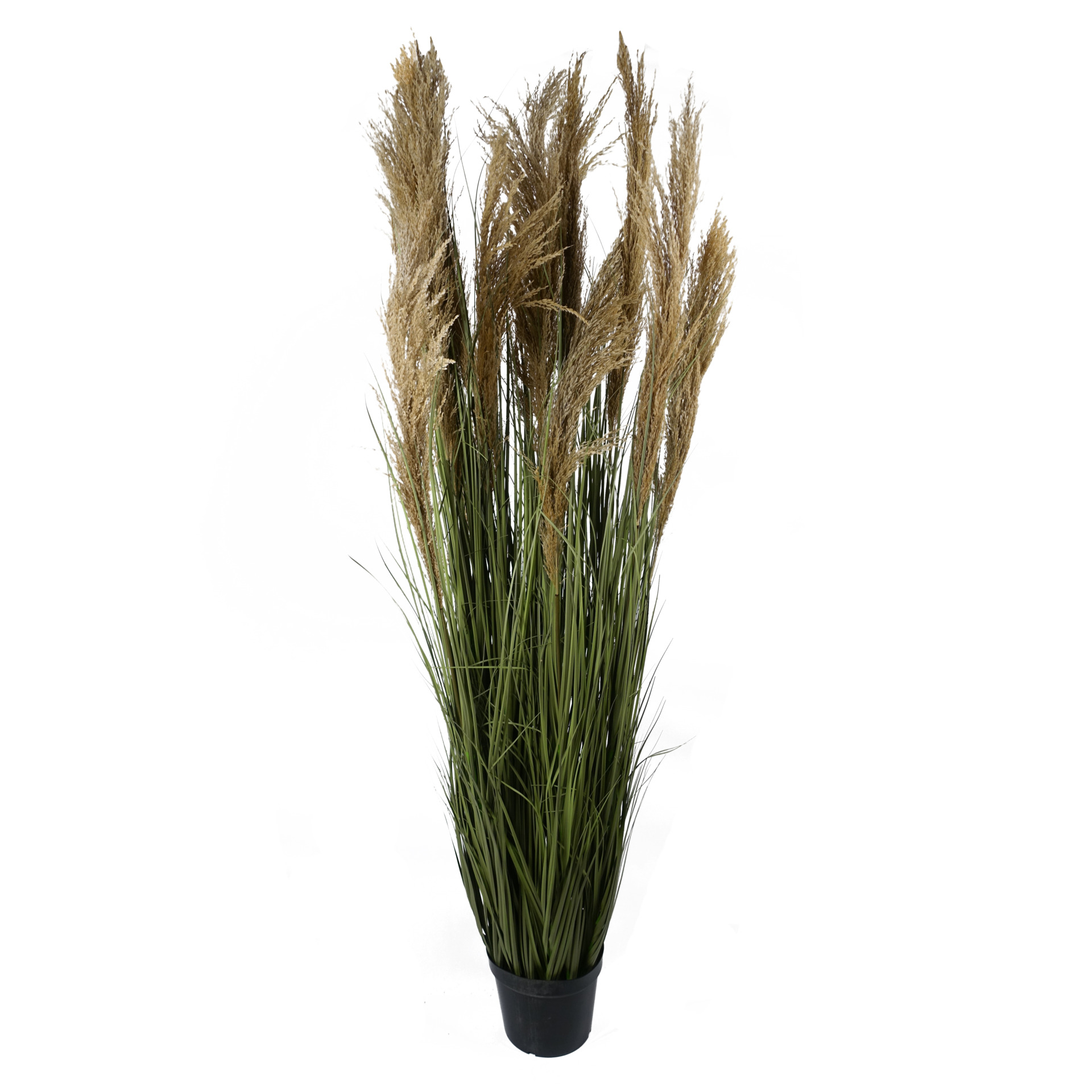 180cm Realistic Natural Pampas Grass Plant - Leaf Design Wholesale