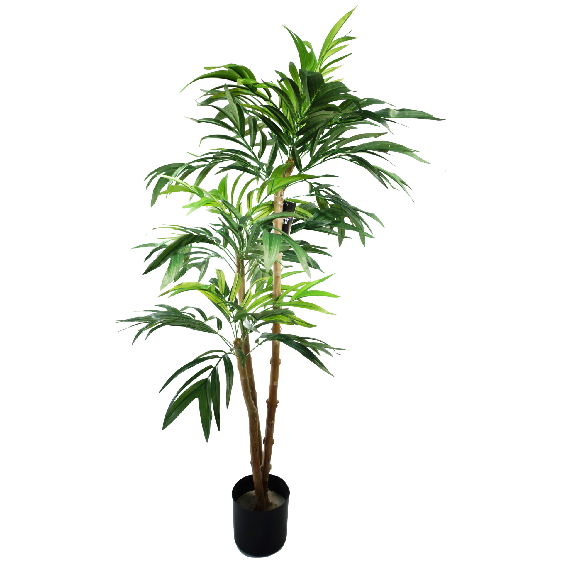 Kentia Palm Lux Large H.140cm