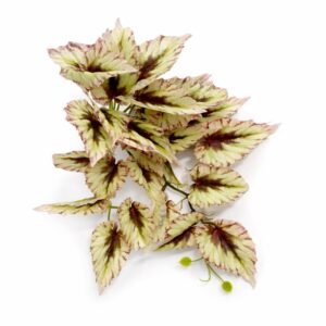 30cm Artificial Trailing Cream and Pink Caladium