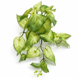 25cm Artificial Trailing Variegated Caladium Vine Plant Light Green